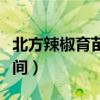 北方辣椒育苗方法和時間（辣椒育苗方法和時間）